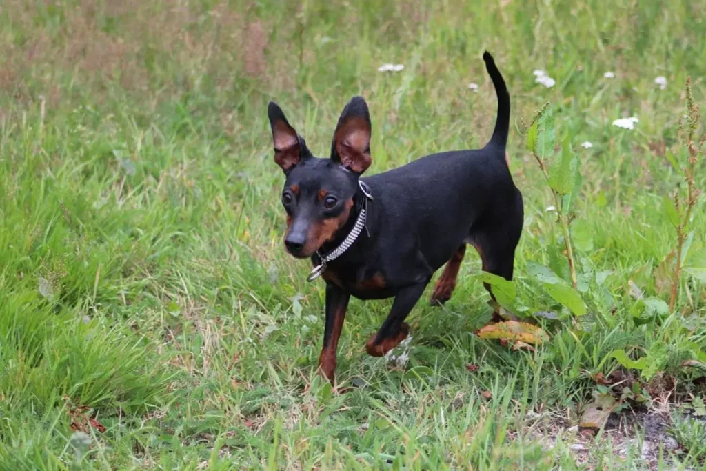 cachorro que não cresce
