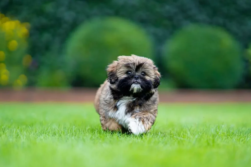 cachorro que não cresce