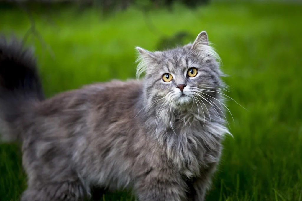 maine coon