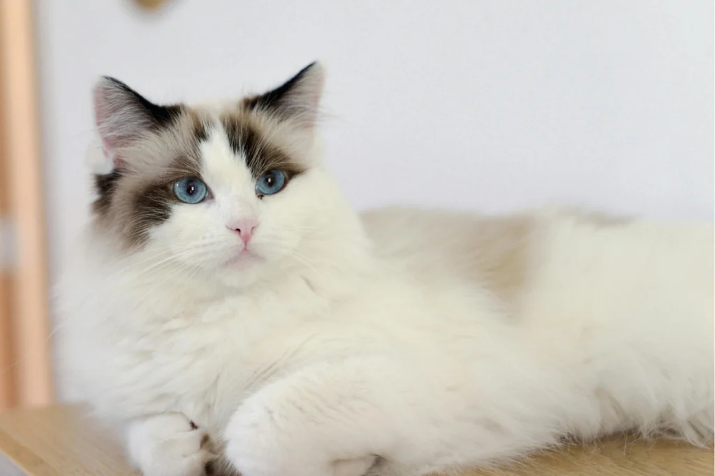 ragdoll