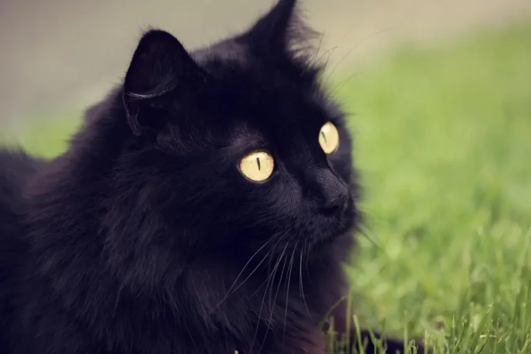 Gato angorá