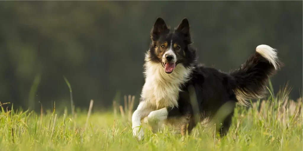 border collie