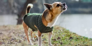 cachorro para de latir