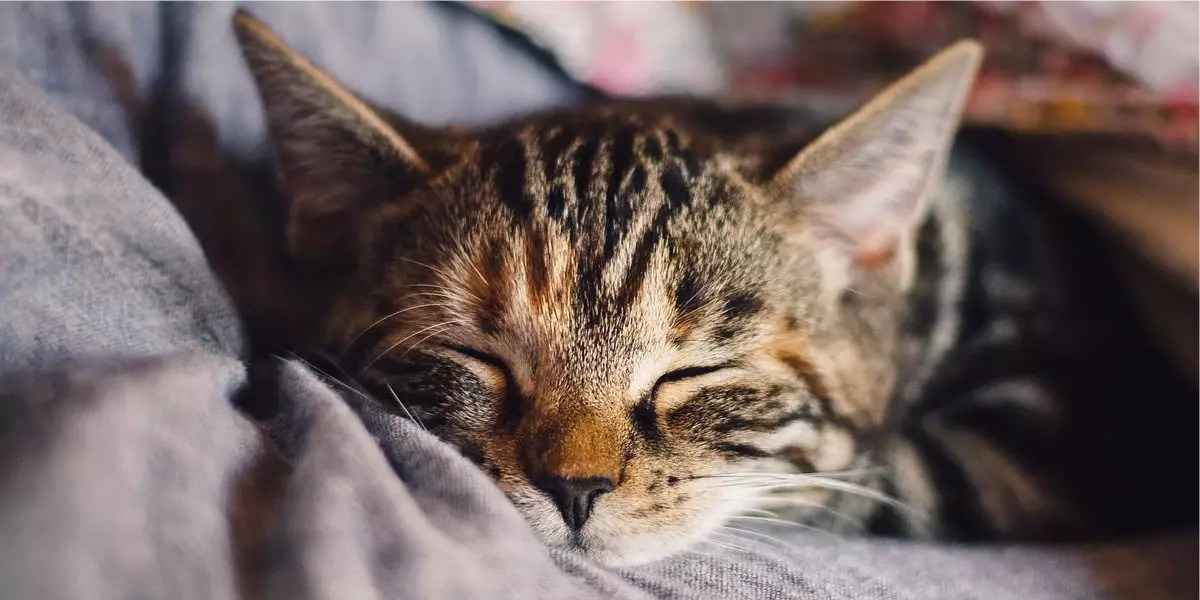 Dicas para fazer o seu gato dormir a noite toda