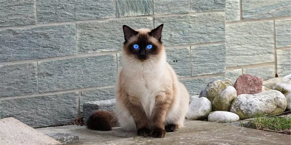 gato siamês