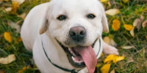 Labradores Retrievers_ Características e curiosidades dessa raça dócil