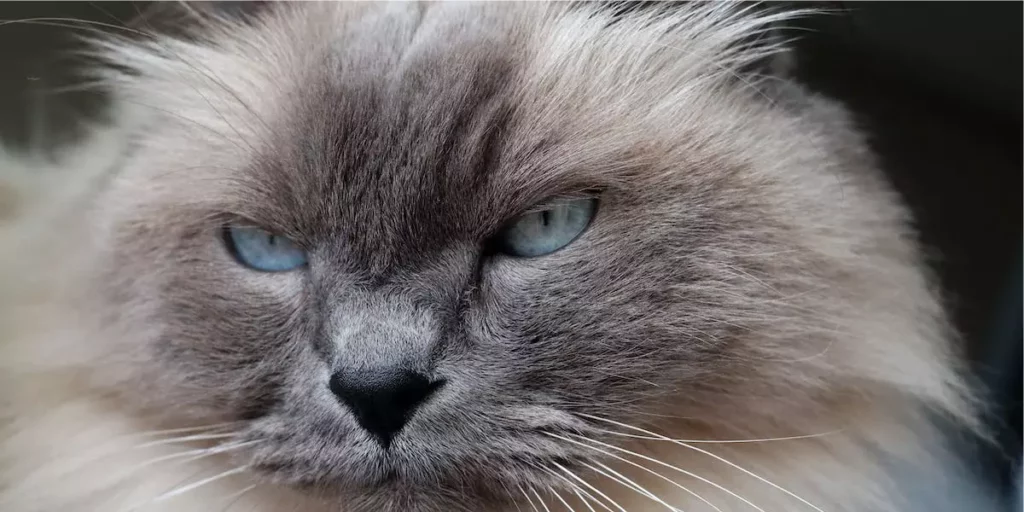 gato