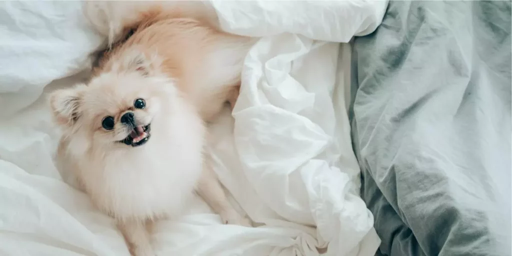 Lulu  da Pomerania branco