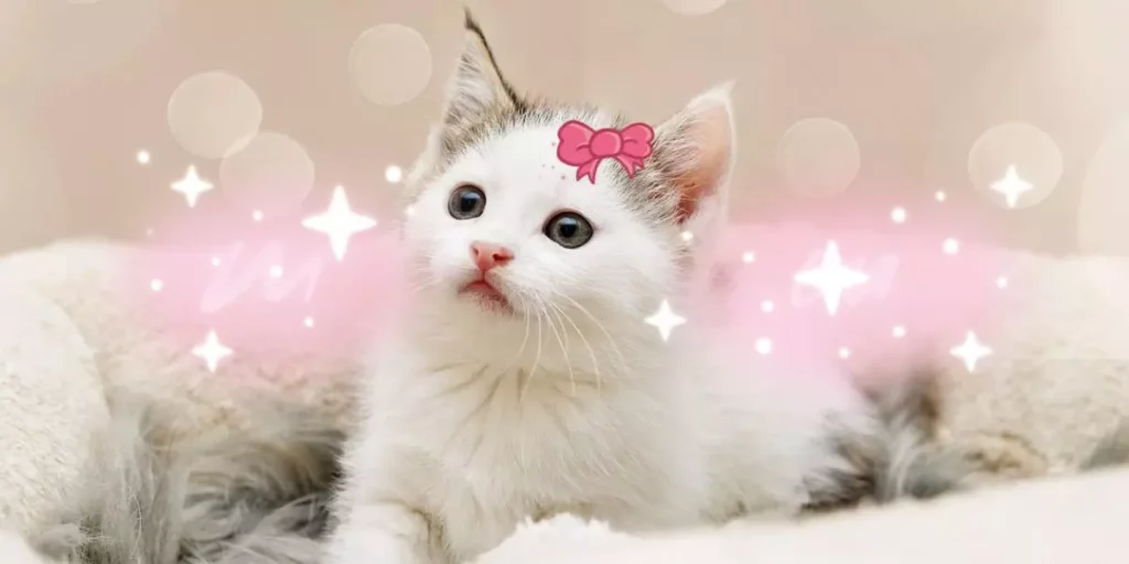 nome de gato fêmea