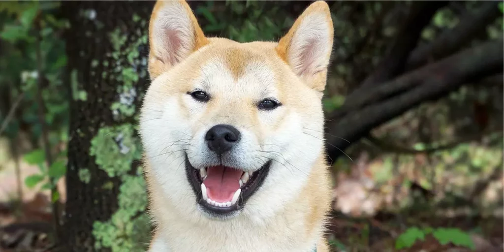 Akita. Raças de cachorro grande
