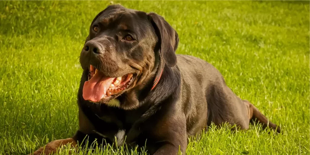 Cane Corso. Raças de cachorro grande