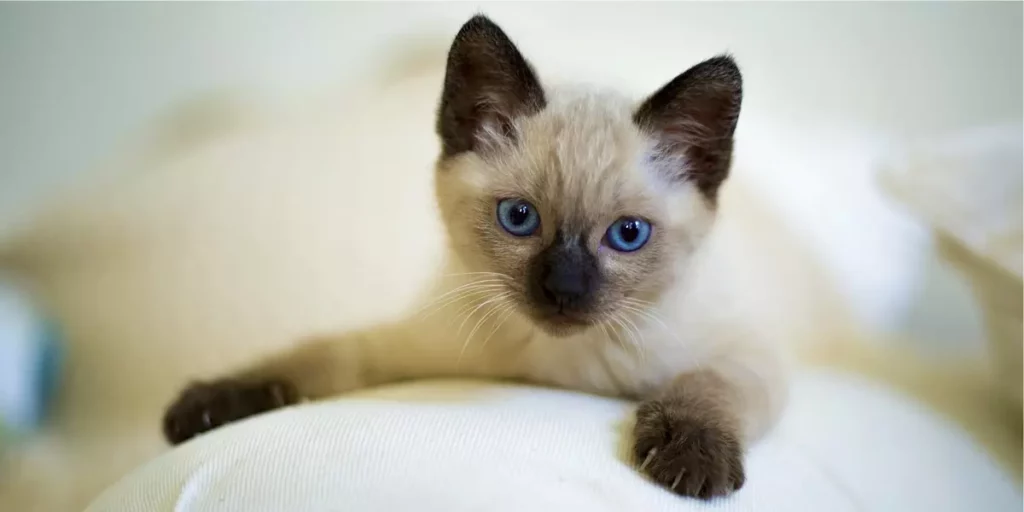 gato siamês filhote
