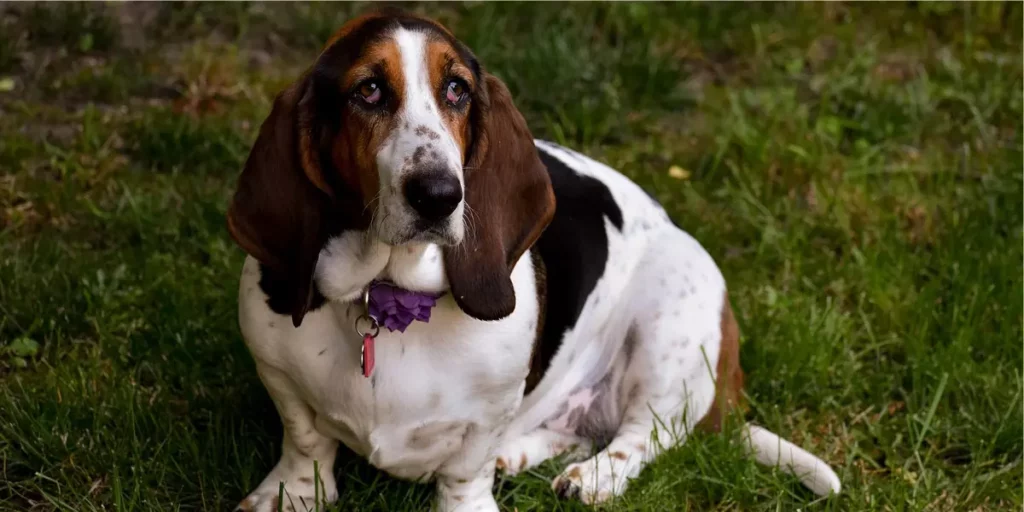 Basset Hound raça de cachorro para apartamento