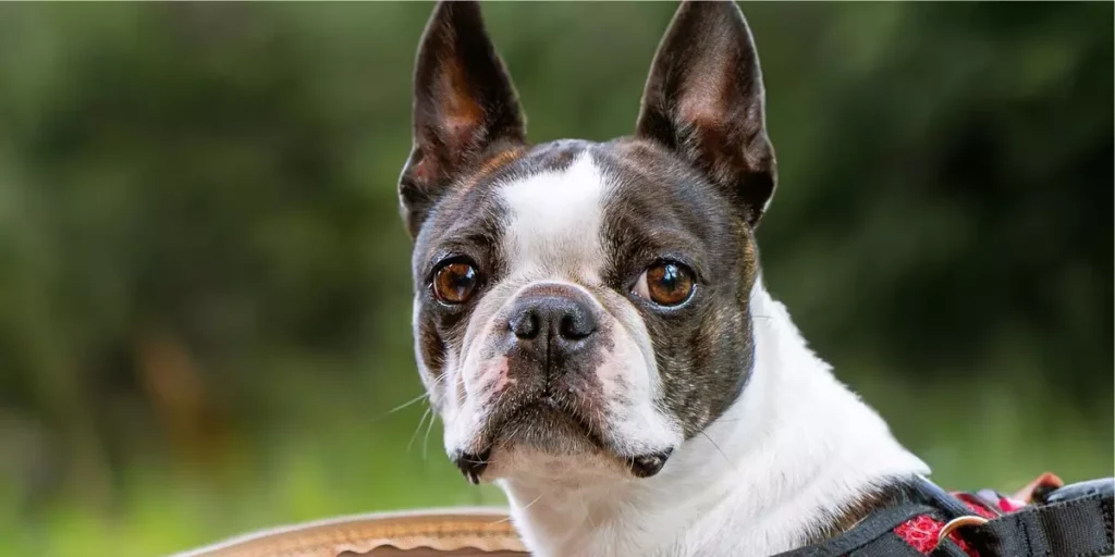 Boston Terrier raça de cachorro para apartamento

