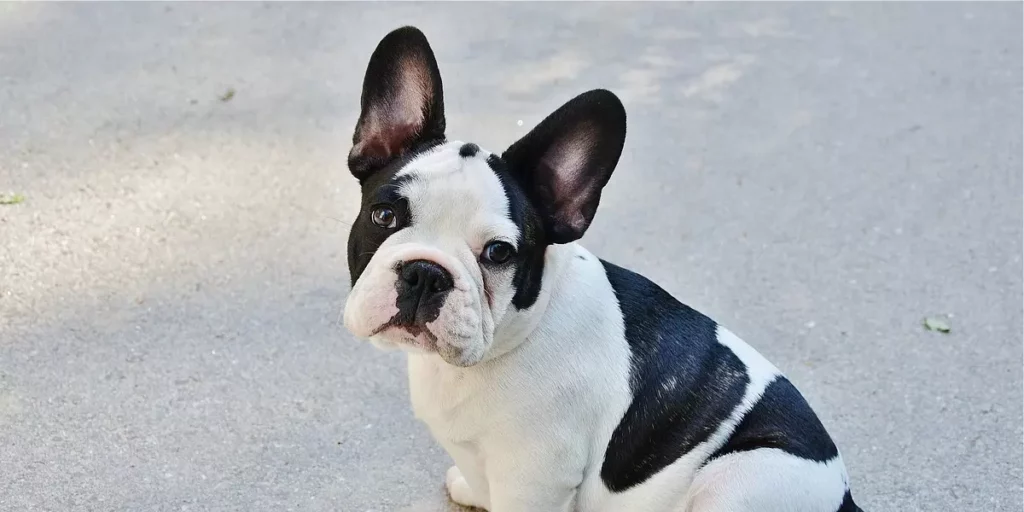  Buldogue Francês raça de cachorro para apartamento