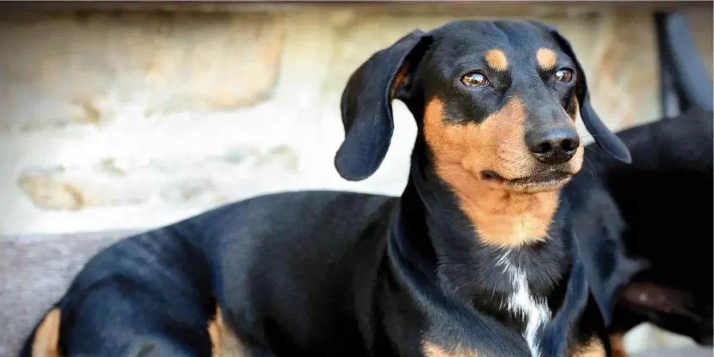 Dachshund raça de cachorro para apartamento