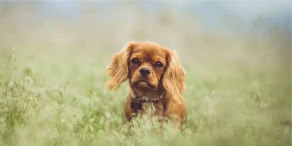 Cavalier King Charles Spaniel raça de cachorro para apartamento