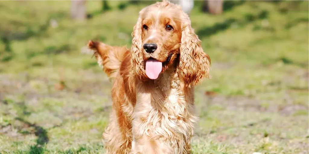 Cocker Spaniel raça de cachorro para apartamento