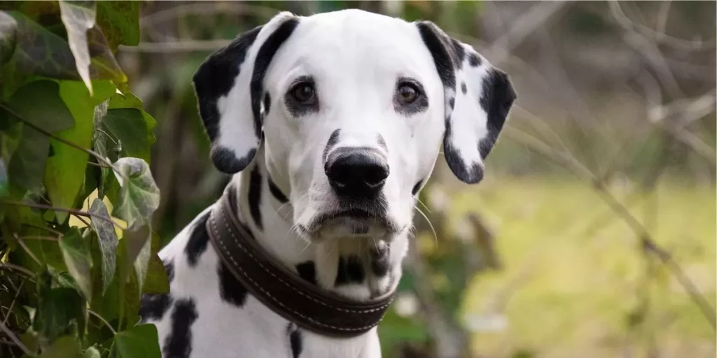 Dalmata. Raças de cachorro grande