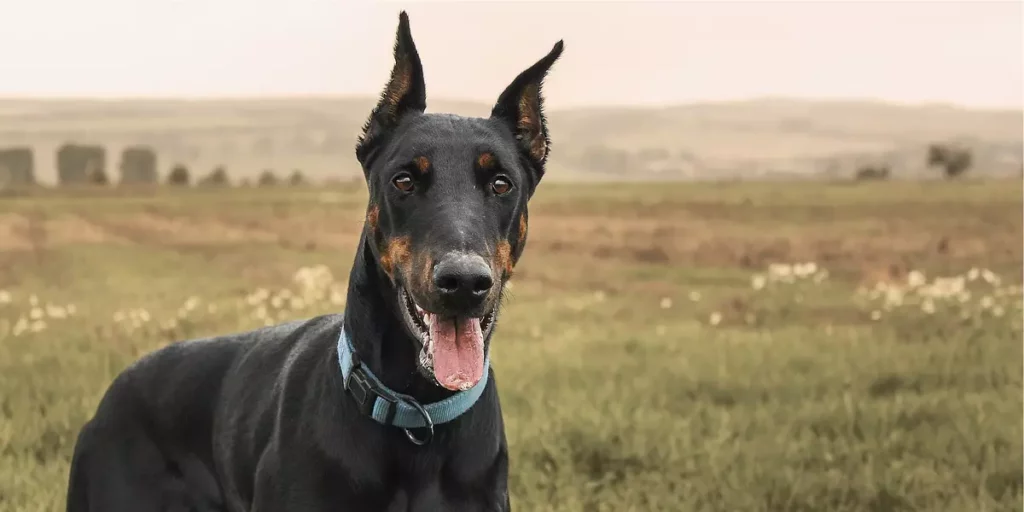 Dobermann. Raças de cachorro grande