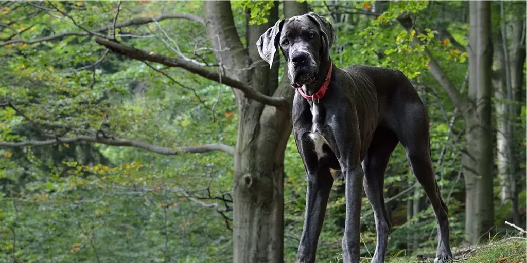dogue alemão
