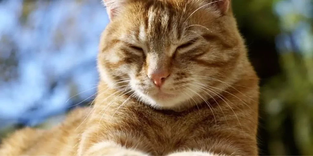 gato laranja