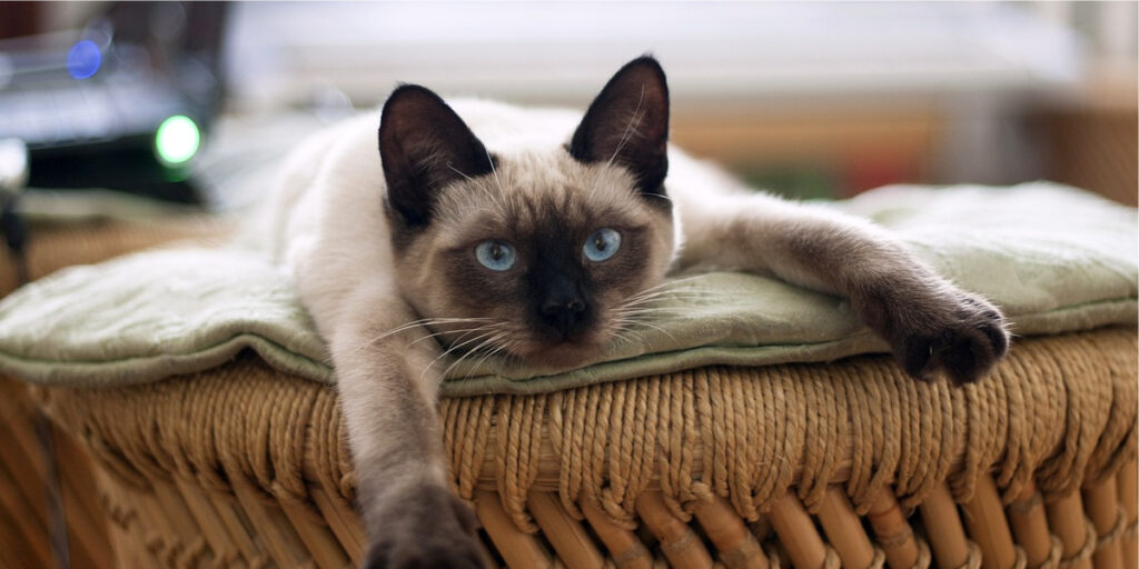 gato