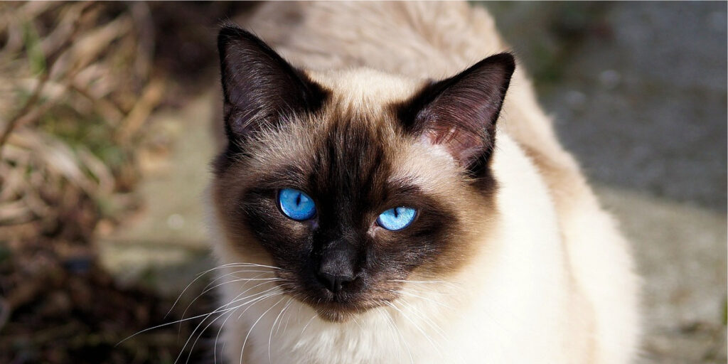 gato com olhos azuis