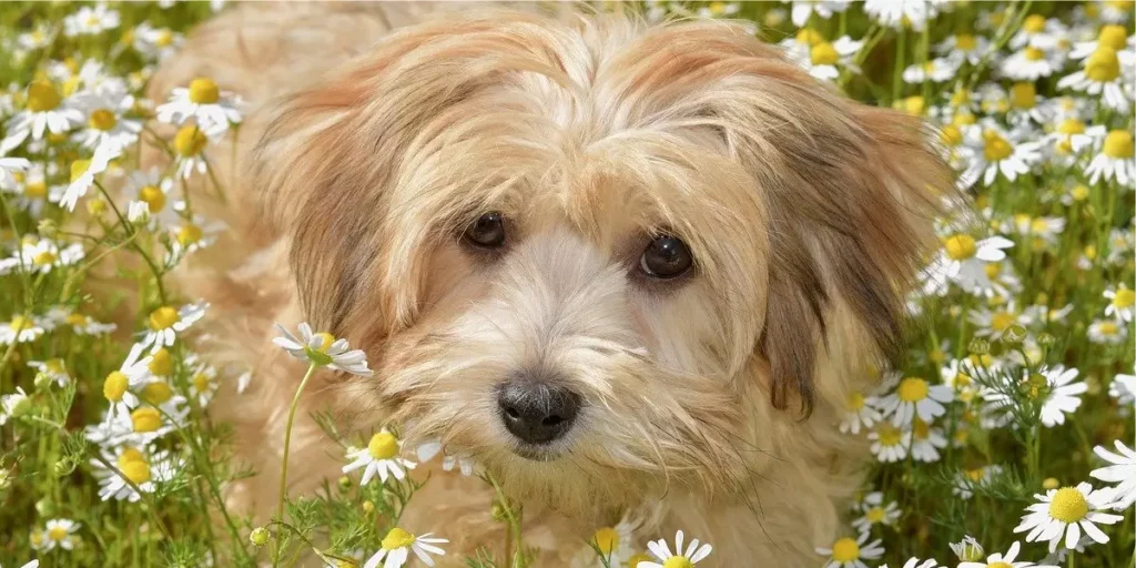 Havanês raça de cachorro para apartamento