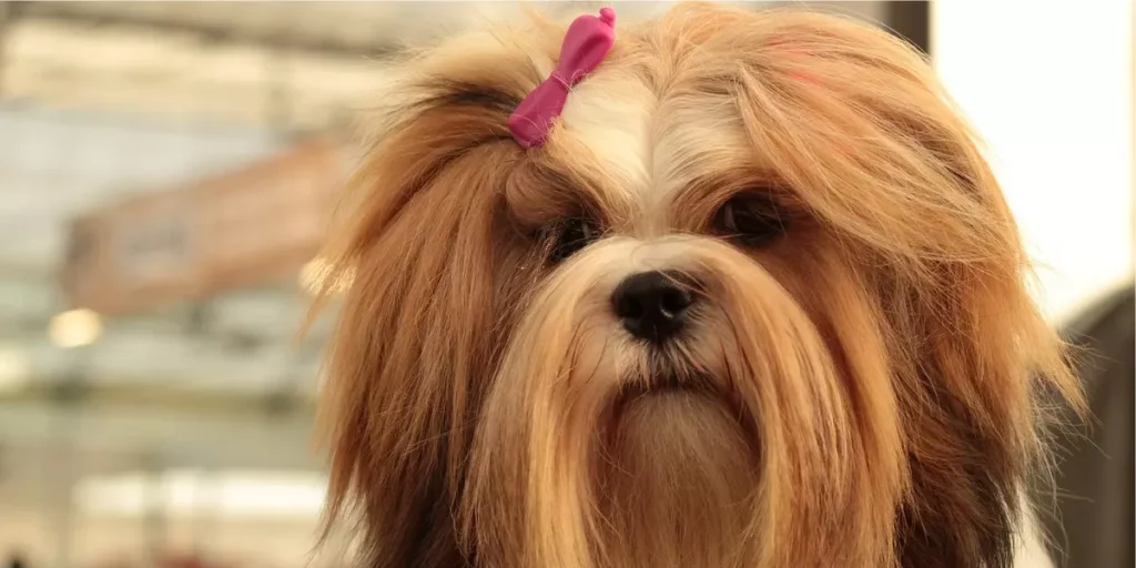 Lhasa Apso raça de cachorro para apartamento
