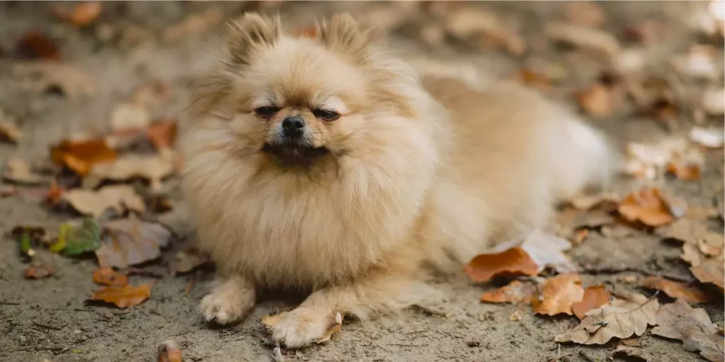 Lulu da Pomerânia raça de cachorro para apartamento