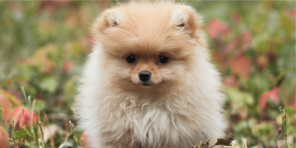 cachorro 