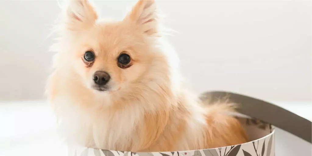 lulu da pomerania