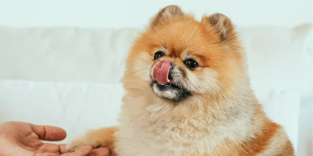 Lulu da Pomeria marrom