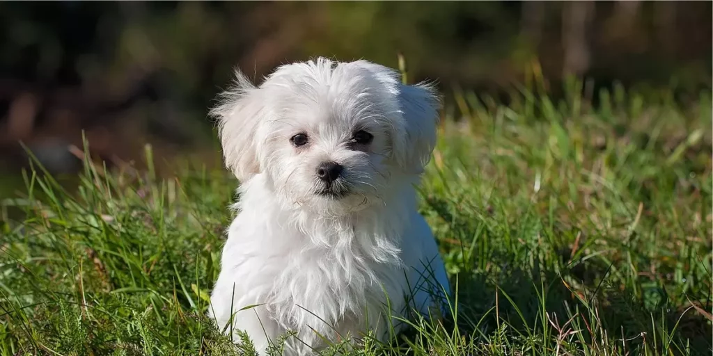Maltês raça de cachorro para apartamento
