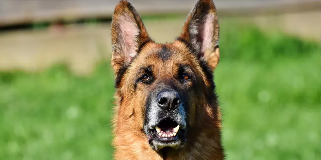 Pastor alemão. Raças de cachorro grande