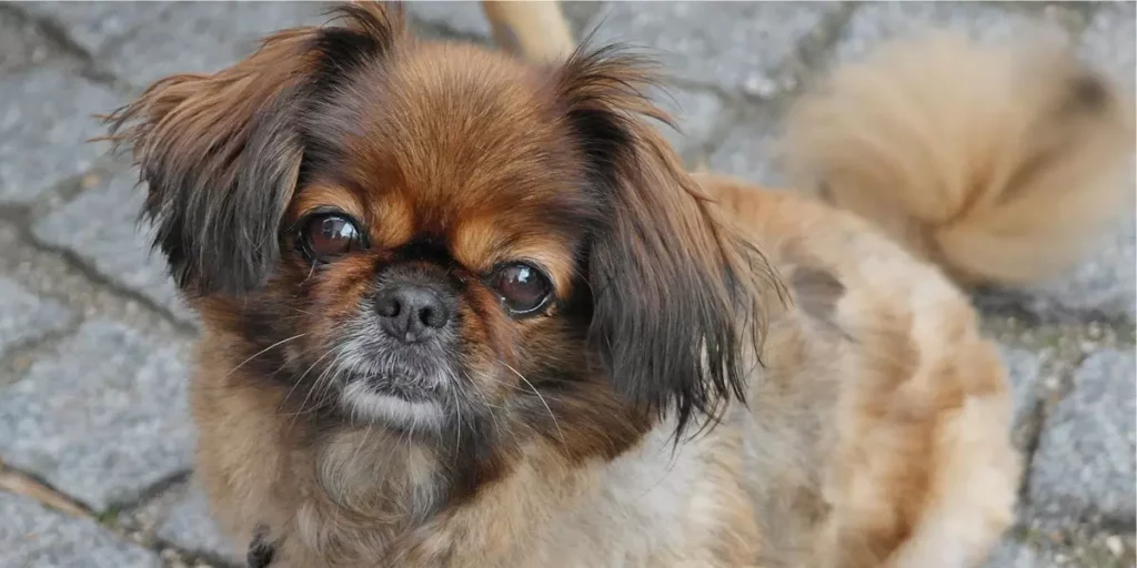 Pequinês raça de cachorro para apartamento
