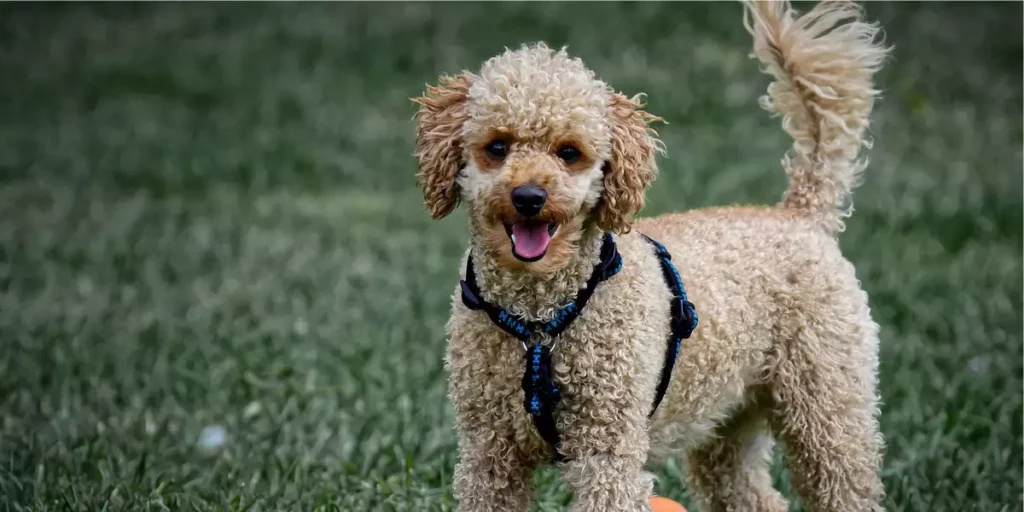 Pododle raça de cachorro para apartamento