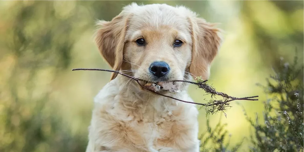 preço golden retriever