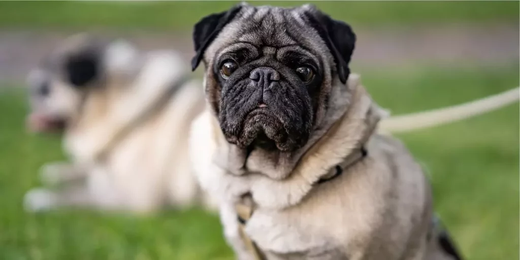Pug raça de cachorro para apartamento
