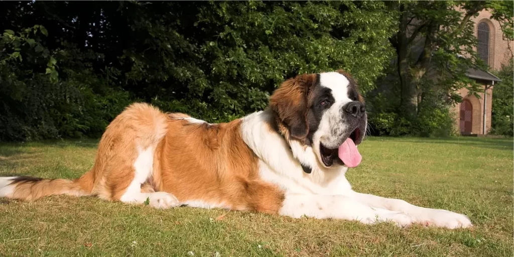 São bernardo. Raças de cachorro grande