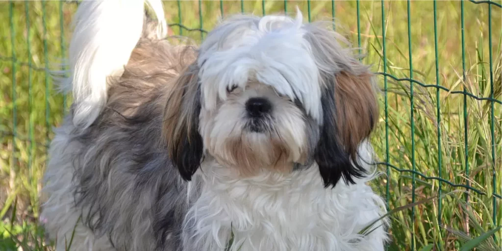 Shih Tzu raça de cachorro para apartamento