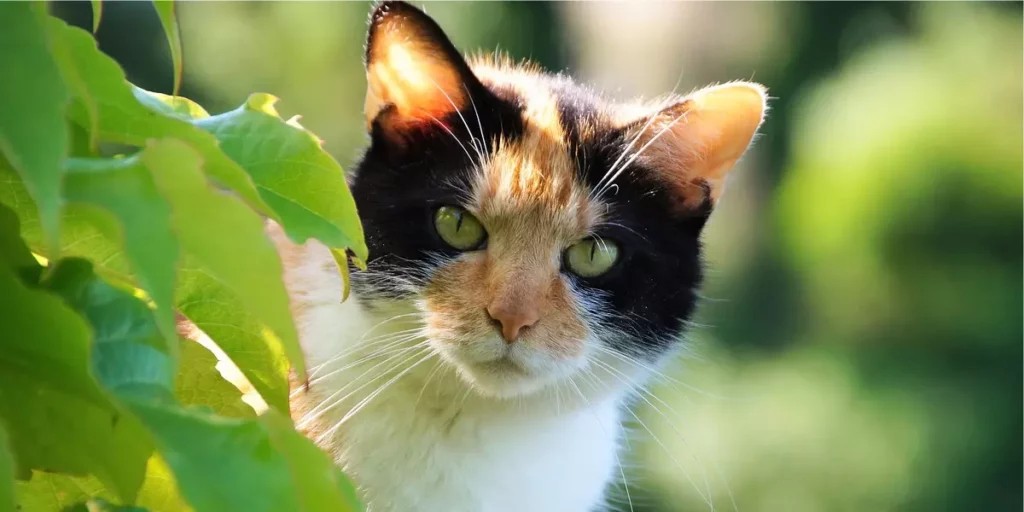gato calico
