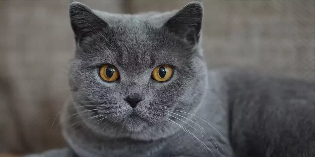 gato cinza
