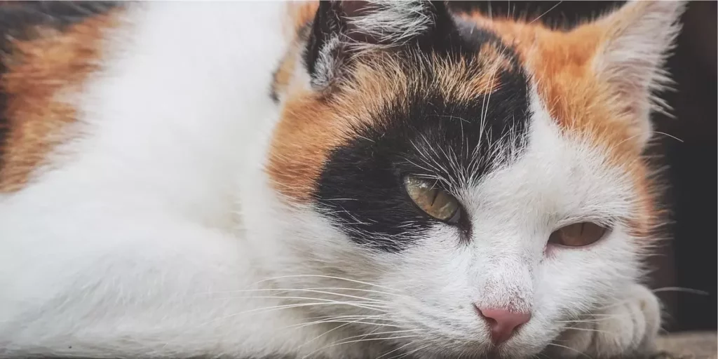 gato de chita