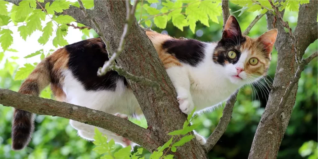 gato de chita