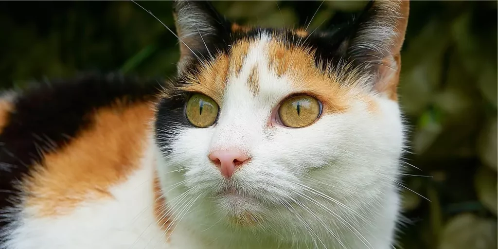 gato de chita