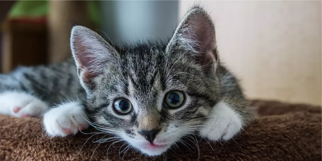nomes para gatos machos