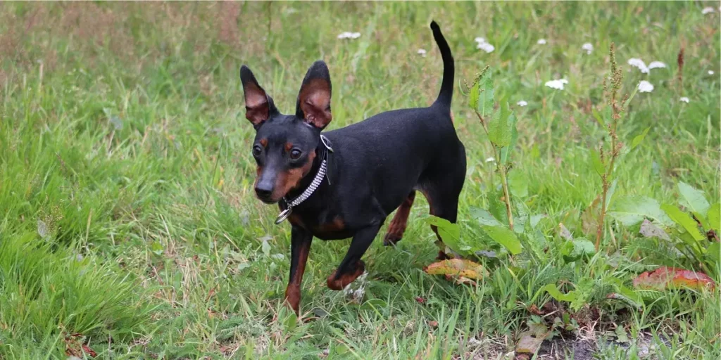 pinscher