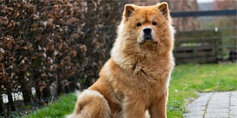 Chow Chow: o que todos deveriam saber antes de ter um